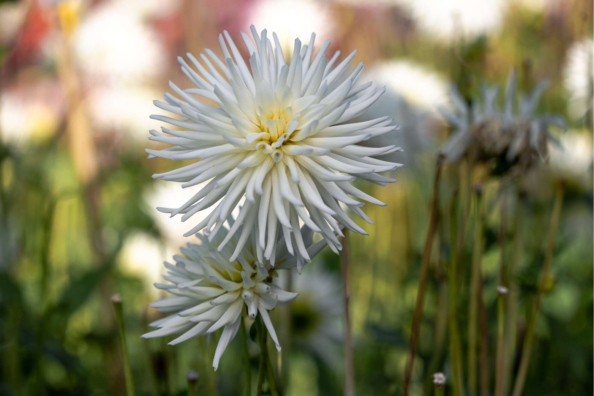Dahlia 'Playa Blanca'